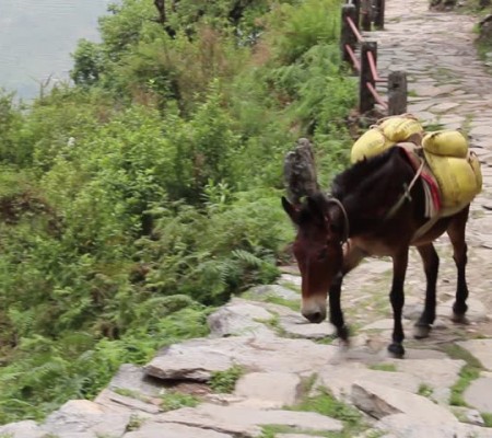 Annapurna Poon Hill Trek Photos