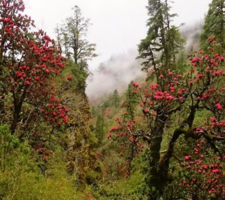 Pink Rhododendron Forest